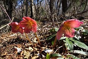 Da ALINO al MONTE MOLINASCO il 27 marzo 2018 - FOTOGALLERY